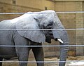 Female African Bush Elephant at the Roger Williams Zoo, Providence, RI.