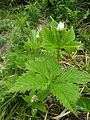 Rubus pseudojaponicus