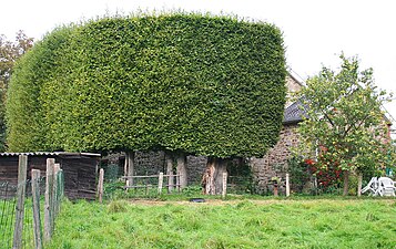 Hedge in Solwaster, (Belgium)