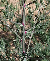 Russian thistle (Kali tragus), red-striped stems