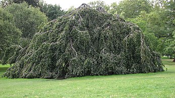 var. 'Pendula'