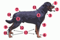 Illustration of dog anatomy