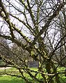 Branches of leafless plant showing knobs