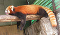 小熊猫 Ailurus fulgens