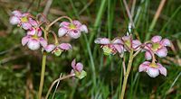 Chimaphila umbellata