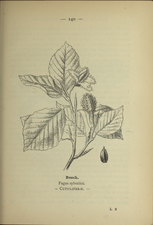 Fagus sylvatica plate 140 in: Wayside and woodland blossoms, 1895