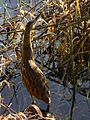 Nisqually NWR