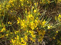 Genista salzmannii