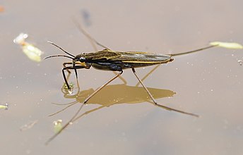 water striders can sit and walk on water