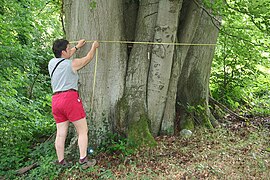 Remarkable beech in Esneux (Belgium). 686 cm at 150 cm from the ground (2007).