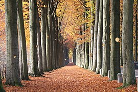 Autumn leaves in Morlanwelz-Mariemont, Belgium