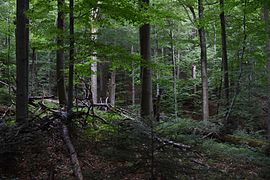 of the Eastern Carpathians range.