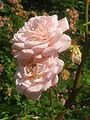 'Abraham Darby'