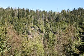 In forest with Picea abies and Abies alba, Silesian Beskids, Poland