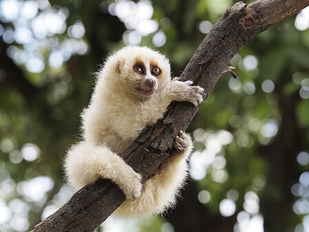 Sunda slow loris Nycticebus coucang