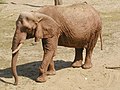 African elephant at the Paignton Zoo.