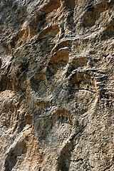 Sauropod footprints, late Jurassic, Coisia