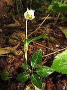 Chimaphila japonica