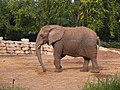 An African elephant in Zoological Center Tel Aviv-Ramat Gan, Israel