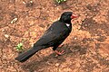 (Bubalornis niger, cat.)