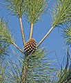 Foliage and closed cone. Madrid, Spain