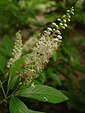 link=https://commons.wikimedia.org/wiki/File:Clethra acuminata.jpg#P170