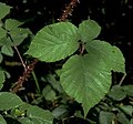 Rubus rosaceus