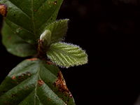 English: Young leaves of a 4 months old european beech