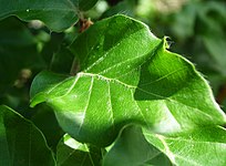 Leaves with hairs