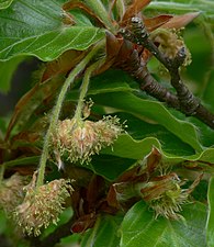 male flowers (left), female flower (right)