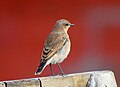 Female or juvenile, Norway