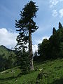 Hintersteiner Tal, Oberallgäu, Bayern, Germany