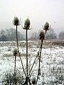 Detalle de cardo seco en Torrebaja (Valencia) en El Rento, tras una nevada.