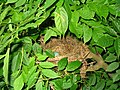 American robin nest