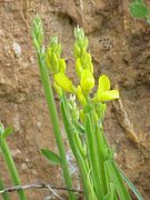 Genista sagittalis