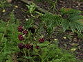 Rubus laciniatus