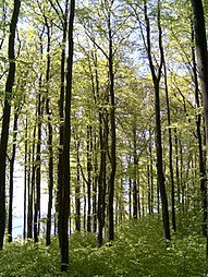 "Bøkeskogen" in Larvik, Norway