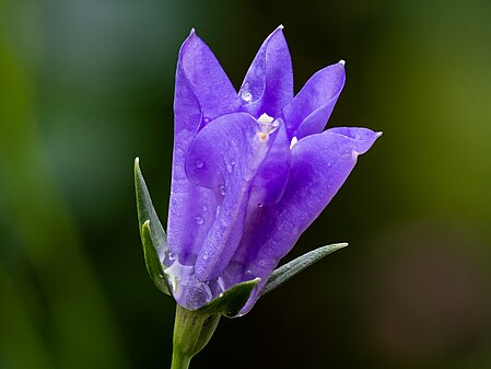 Peach-leaved bellflower Campanula persicifolia