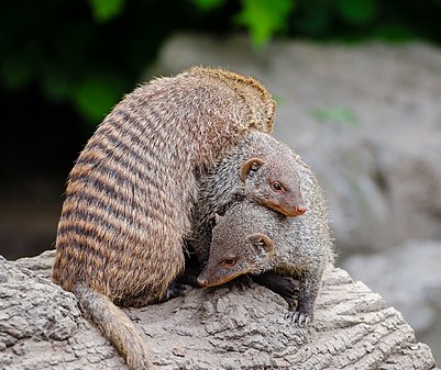 Banded mongoose Mungos mungo