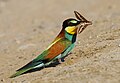 Deutsch: Bienenfresser English: Bee-Eaters Meropidae (cat.)