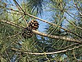 Foliage and open cones. Madrid, Spain