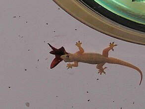 gecko walking on a ceiling.