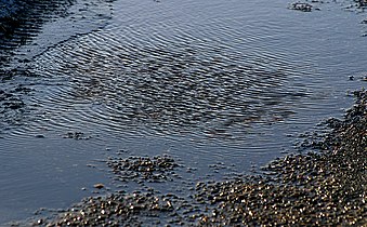 Marks of the wind in a puddle