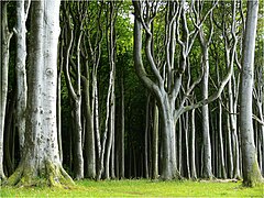 Beech forest called Gespensterwald near Rostock