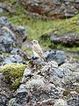 Juvenile, Iceland