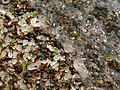 The Glass beach in Fort Bragg, California.