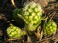 Petasites albus