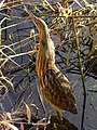 Nisqually NWR, Washington