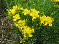 Genista radiata