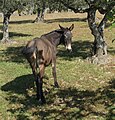 Losar de la Vera, Cáceres, Spain